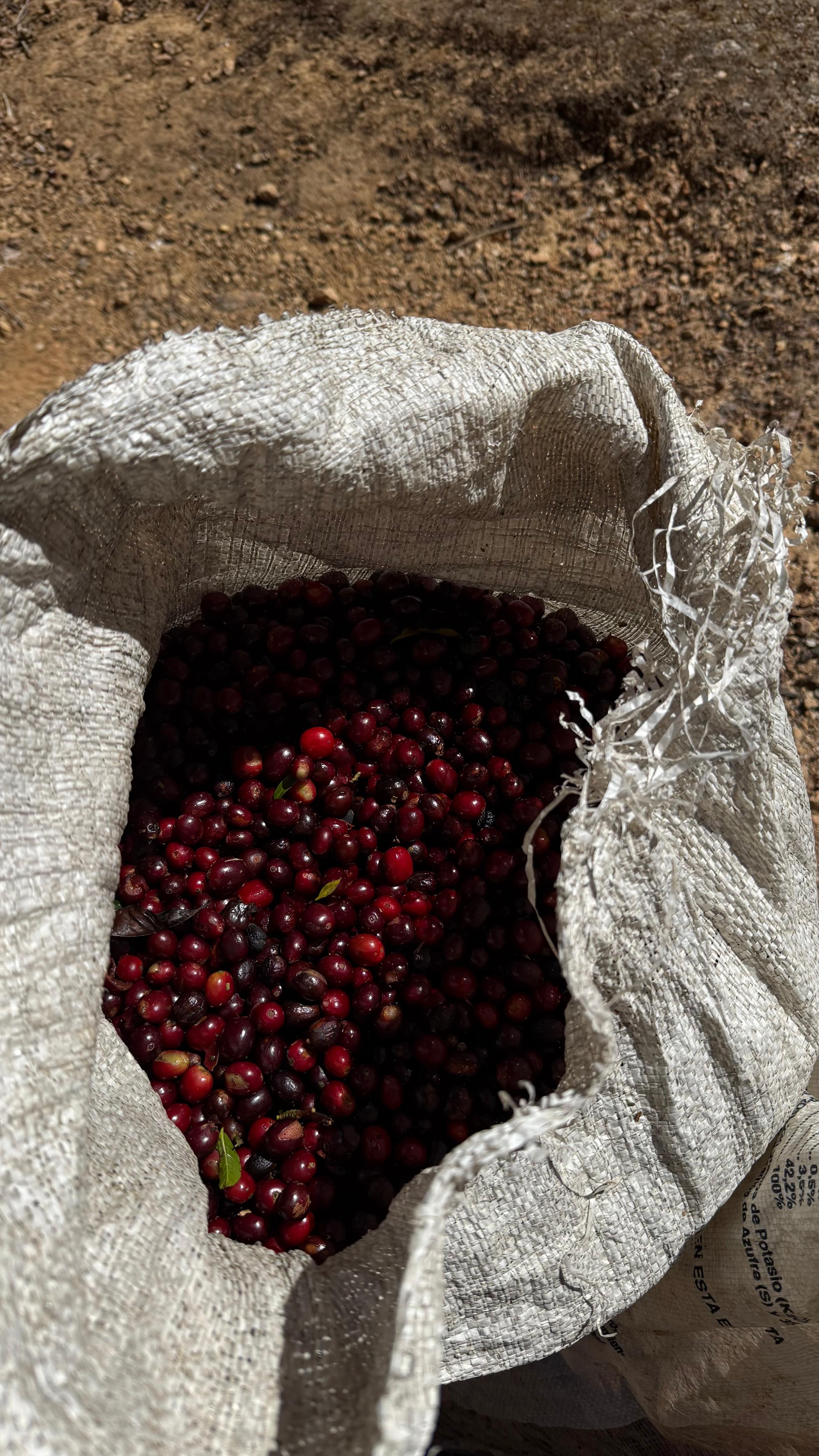 Detalle vertical de proceso en Cinco Calles 15