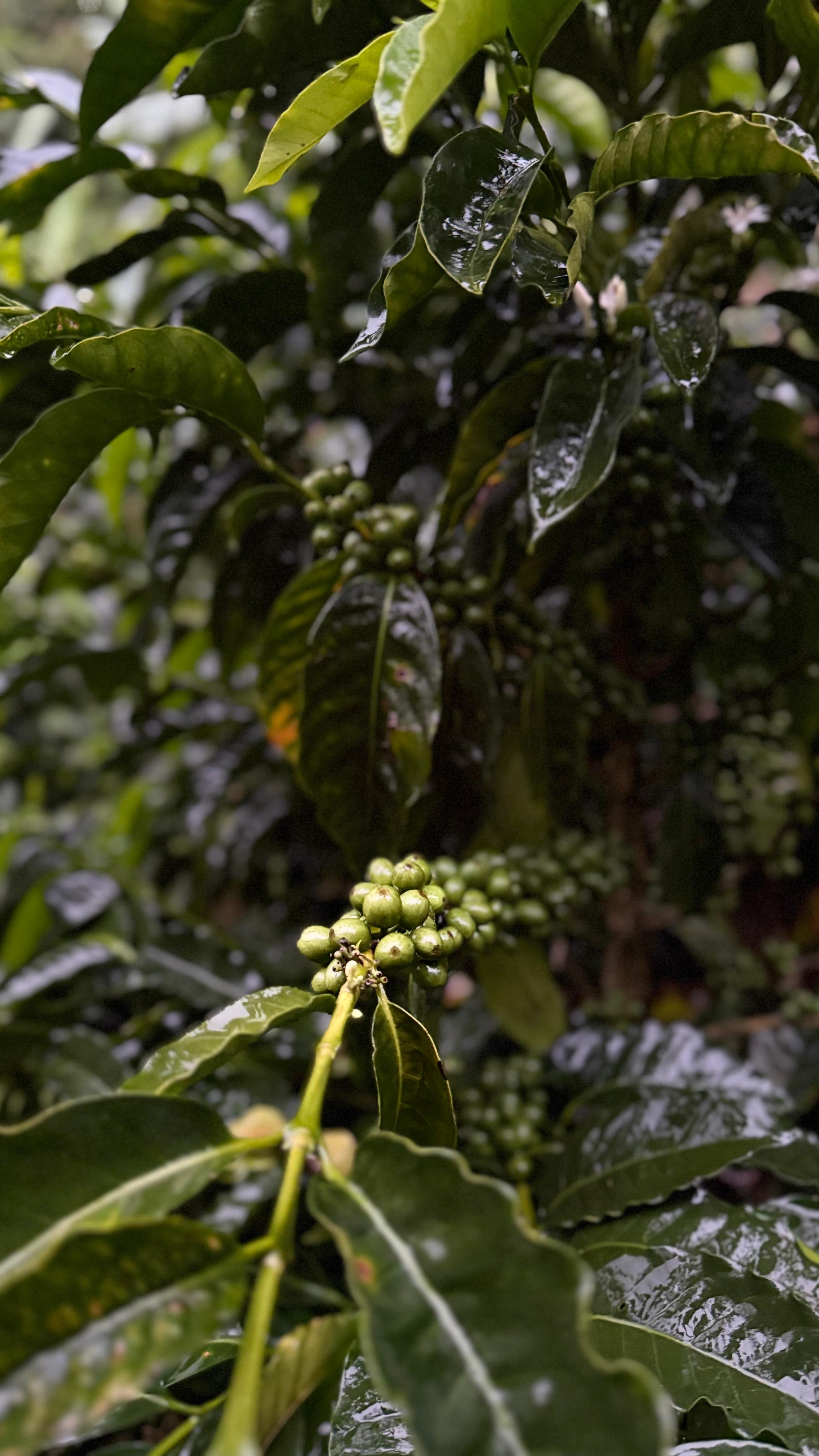 Detalle vertical de proceso en Cinco Calles 02