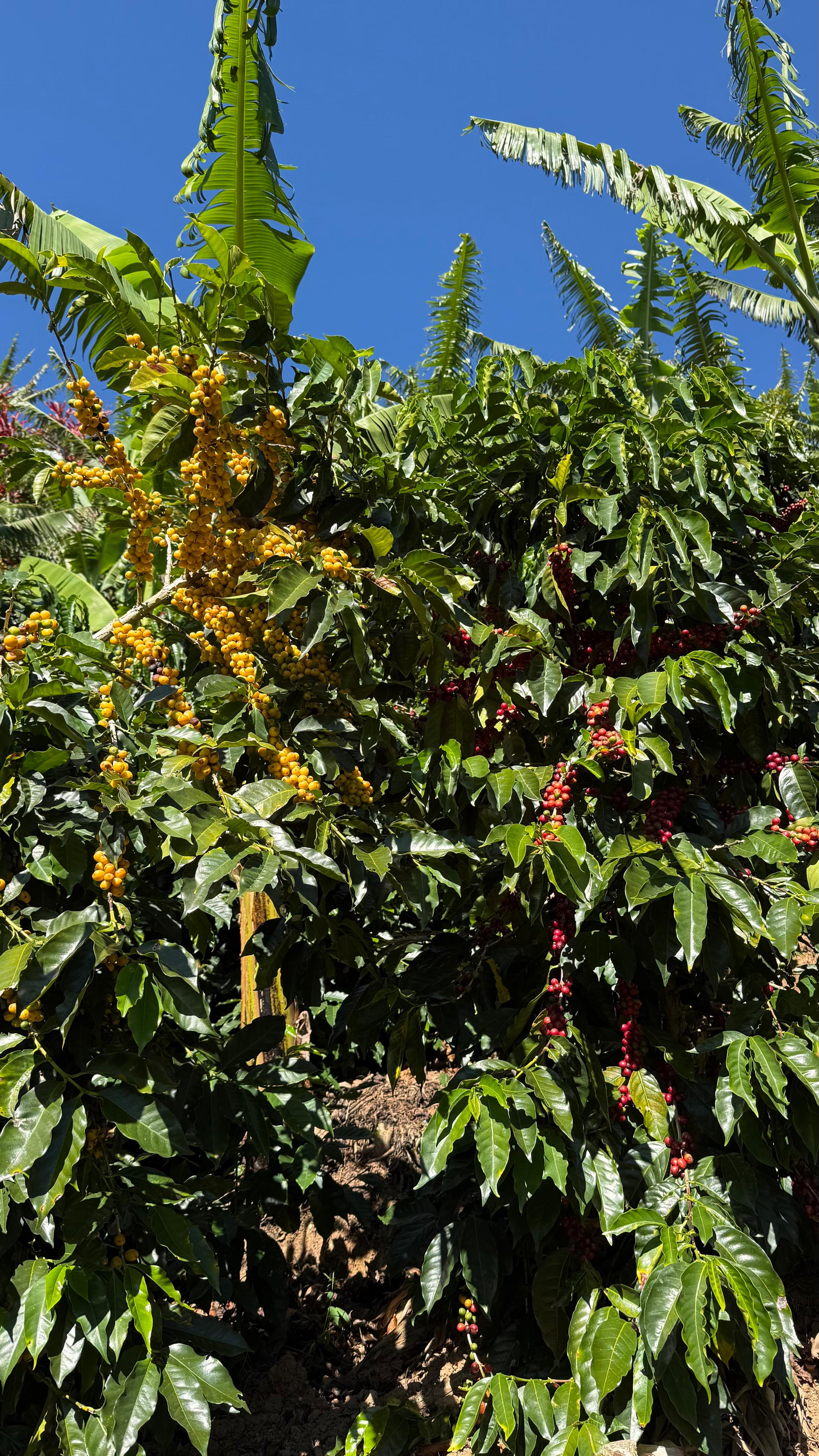 Detalle vertical de proceso en Cinco Calles 09